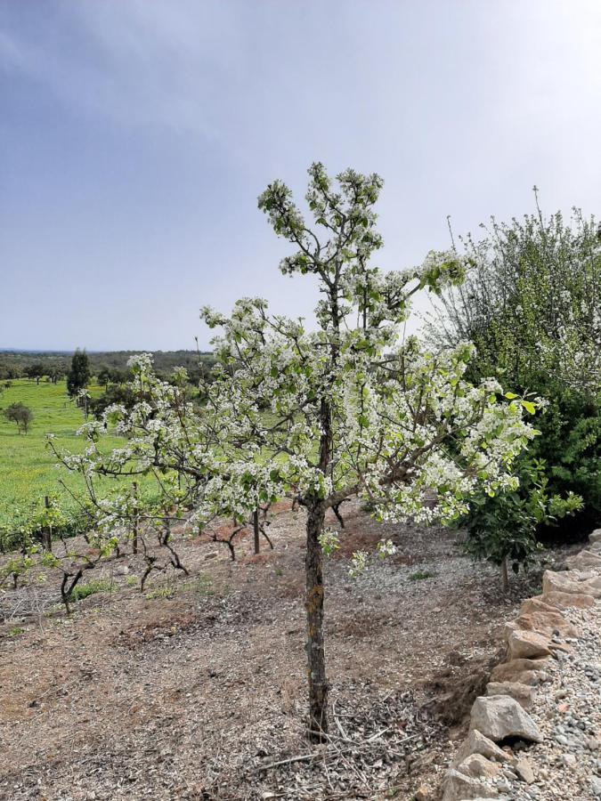 Vila Monte Da Casa Branca By Hi Alentejo São Bartolomeu da Serra Exteriér fotografie